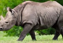 The Rhinoceros-An Essay The Rhinoceros-An Essay