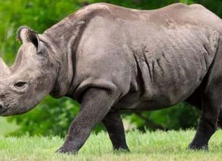 The Rhinoceros-An Essay The Rhinoceros-An Essay