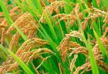 The Rice-An Essay The Rice-An Essay