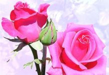 The Rose-An Essay The Rose-An Essay