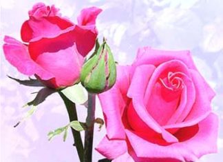 The Rose-An Essay The Rose-An Essay