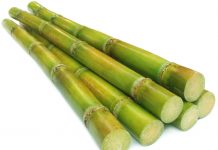 The Sugarcane-Essay The Sugarcane- Essay