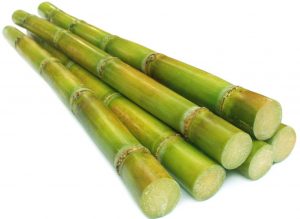 The Sugarcane- Essay