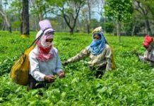 The Tea-An Essay The Tea An Essay