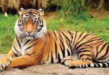 The Tiger-An Essay The Tiger-An Essay