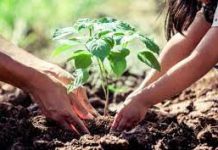 Tree Plantation-An Essay Tree Plantation-An Essay