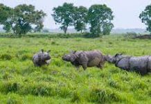 Wildlife Conservation-An Essay Wildlife Conservation-An Essay