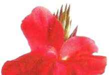 Yogendra Nath Hazarika-Brief Life Sketch Yogendra Nath Hazarika-Brief Life Sketch