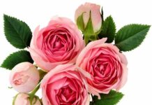 Ram Sharma Lines Addressed to James Skibblerus | A Critical Analysis Ram Sharma Lines Addressed to James Skibblerus | A Critical Analysis