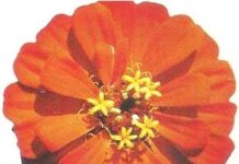 Ram Sharma Music and Vision of the Anahat Chakram | A Critical Analysis Ram Sharma Music and Vision of the Anahat Chakram | A Critical Analysis