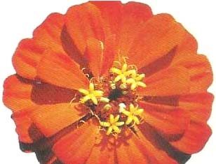 Ram Sharma Music and Vision of the Anahat Chakram | A Critical Analysis Ram Sharma Music and Vision of the Anahat Chakram | A Critical Analysis