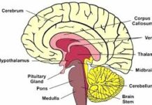 The Characteristics of Human Language The Characteristics of Human Language