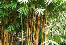 Bamboo-An Essay Bamboo-An Essay