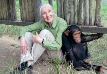 Jane Goodall the Conservationist Jane Goodall the Conservationist