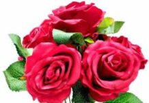 Quiz An Anthology Quiz An Anthology