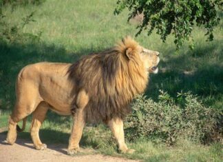 The Lion and the Mosquito The Lion and the Mosquito