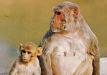 The Macaque Monkey The Macaque Monkey