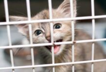 The Ungrateful Cat The Ungrateful Cat