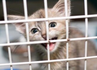 The Ungrateful Cat The Ungrateful Cat