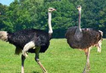 The World’s Largest-Quiz The World's Largest-QuizÂ