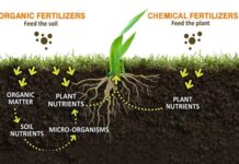Why and What is Organic Manure? Why and What is Organic Manure