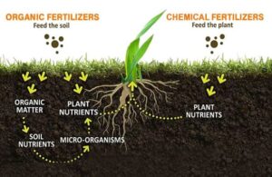 Why and What is Organic Manure