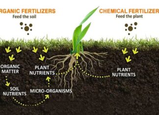 Why and What is Organic Manure? Why and What is Organic Manure