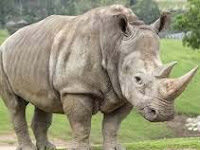 Wildlife of Assam-Quiz Wildlife of Assam-Quiz