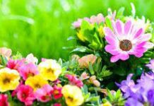 Parshuram Sonowal-Brief Life Sketch Parshuram Sonowal-Brief Life Sketch