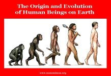 The Origin and Evolution of Human Beings on Earth The Origin and Evolution of Human Beings on Earth