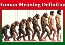 Human | Human Meaning Definition – Must Know Human Human Meaning Definition - Must Know