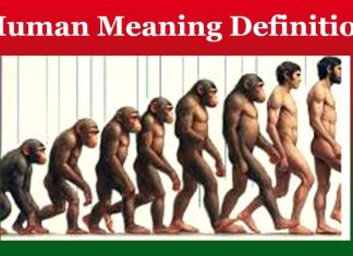 Human | Human Meaning Definition – Must Know Human Human Meaning Definition - Must Know