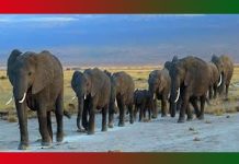 Animal: Meaning, Synonyms, Antonyms, Essay, Facts Animal Meaning, Synonyms, Antonyms, Essay, Facts