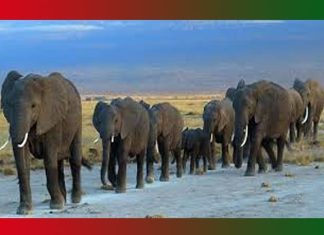 Animal: Meaning, Synonyms, Antonyms, Essay, Facts Animal Meaning, Synonyms, Antonyms, Essay, Facts