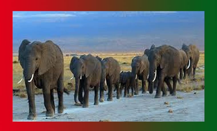 Animal: Meaning, Synonyms, Antonyms, Essay, Facts 1 Animal Meaning, Synonyms, Antonyms, Essay, Facts