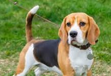 Beagles: Why This Energetic Breed Remains a Family Favorite Beagles Why This Energetic Breed Remains a Family Favorite