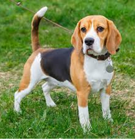 Beagles: Why This Energetic Breed Remains a Family Favorite 1 Beagles Why This Energetic Breed Remains a Family Favorite