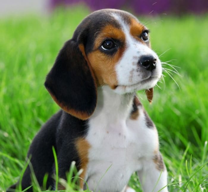 Beagles: Why This Energetic Breed Remains a Family Favorite 2 Challenges of Owning a Beagle