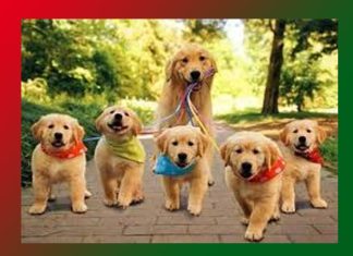 Companion: Meaning, Synonyms, Antonyms, Essay Companion Meaning, Synonyms, Antonyms, Essay