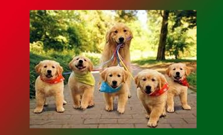 Companion: Meaning, Synonyms, Antonyms, Essay 1 Companion Meaning, Synonyms, Antonyms, Essay