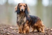 Dachshunds: History and Traits of the Long-bodied Canine Companion Dachshunds