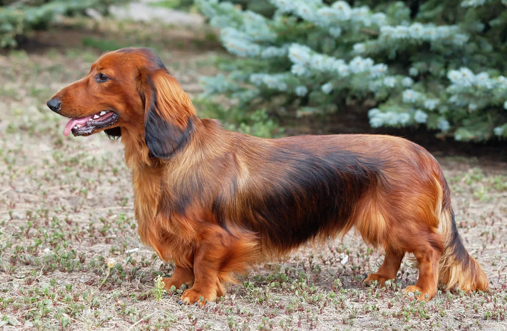 Dachshunds: History and Traits of the Long-bodied Canine Companion 2 Dachshunds Frequently Asked Questions (FAQs)