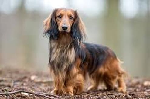 Dachshunds: History and Traits of the Long-bodied Canine Companion 1 Dachshunds