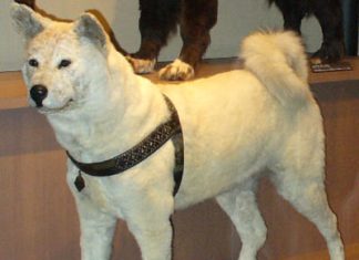 Dog: Meaning, Synonyms, Antonyms, Facts Dog Meaning, Synonyms