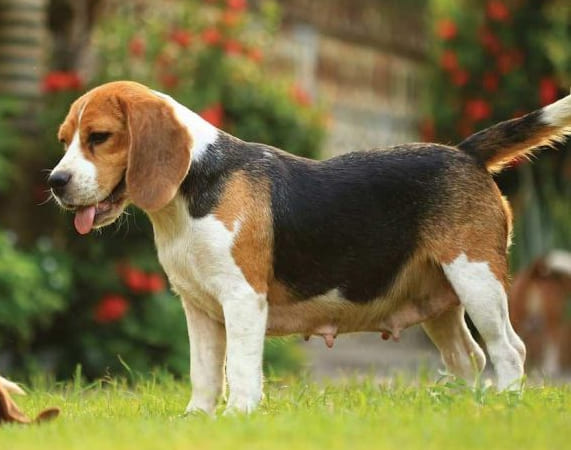 Beagles: Why This Energetic Breed Remains a Family Favorite 4 FAQs About Beagles