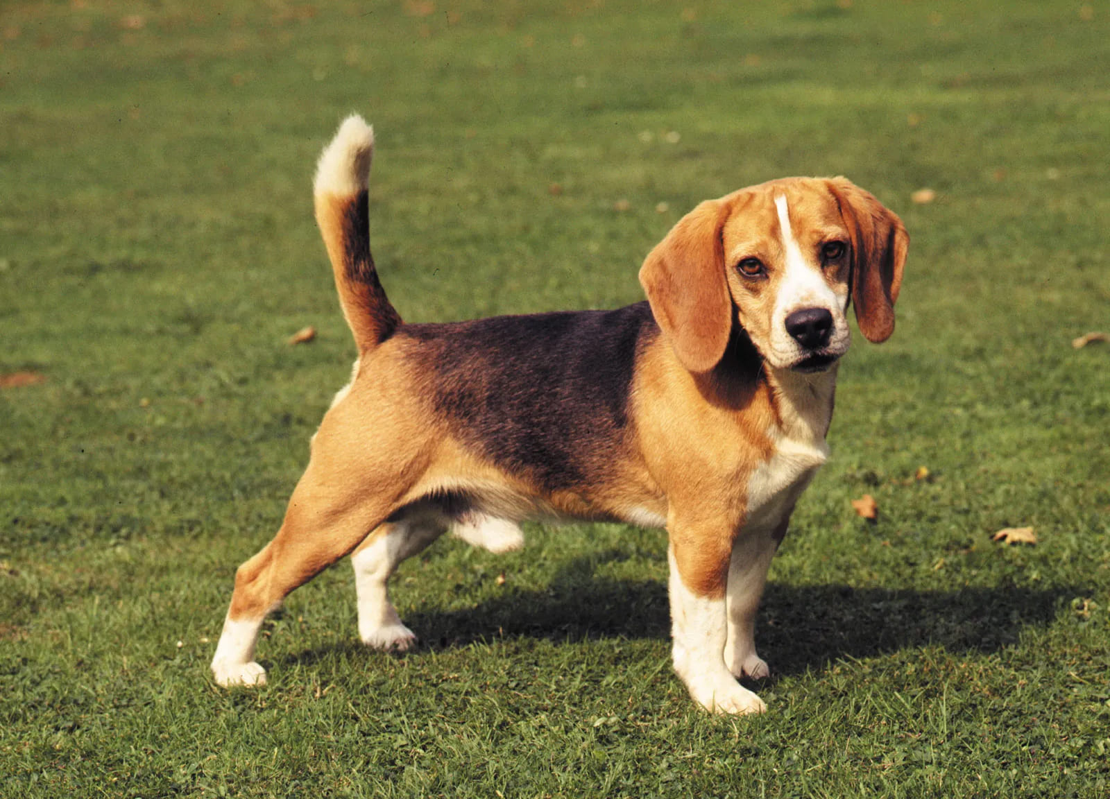 Beagles: Why This Energetic Breed Remains a Family Favorite 3 Facts About Beagles