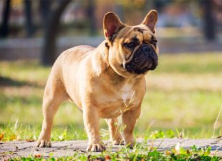 French Bulldogs: Why Most Beloved Breeds French Bulldogs Why Most Beloved Breeds