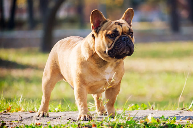 French Bulldogs: Why Most Beloved Breeds 1 French Bulldogs Why Most Beloved Breeds