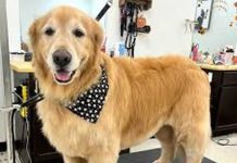 Golden Retrievers: Loyal Companions with a Golden Heart Golden Retrievers