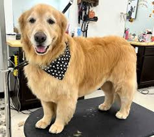 Golden Retrievers: Loyal Companions with a Golden Heart 1 Golden Retrievers